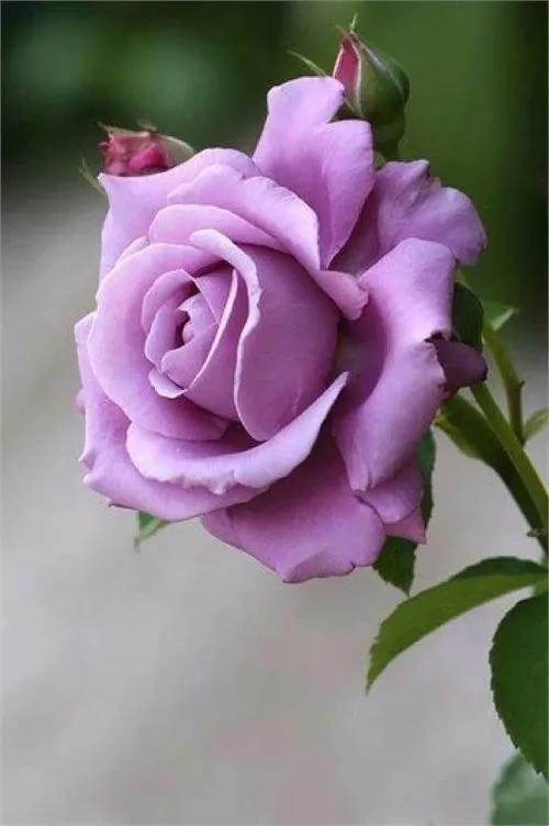 美丽的鲜花，姹紫嫣红，芬芳扑鼻，令人心情愉悦
