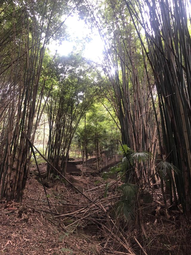 一不小心又成了夜遊~周末街子古鎮康道徒步到光嚴禅院~腳都走麻了