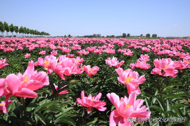 花海在哪里看(花海在哪里看最好)