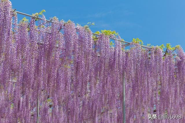 藤花前——独过静心斋