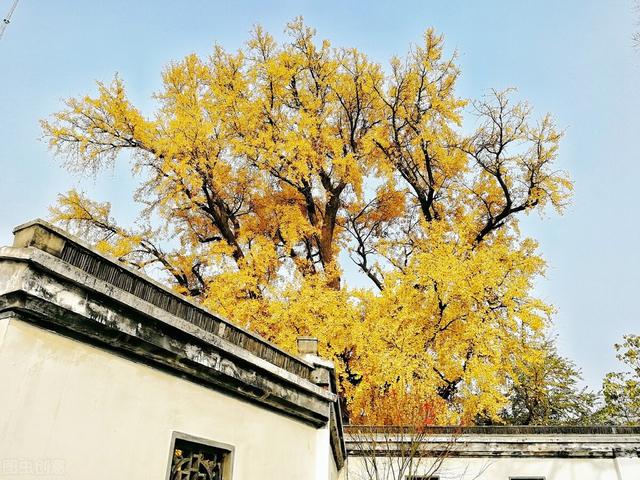 上海游玩的地方有哪些地方，上海金秋去哪玩必打卡这6个宝藏旅行地，遇见魔都最美的秋色