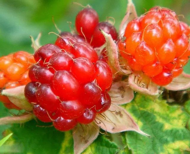 水果名字大全集100种50种罕见水果