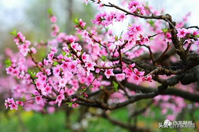 周晓枫：桃花烧｜|散文