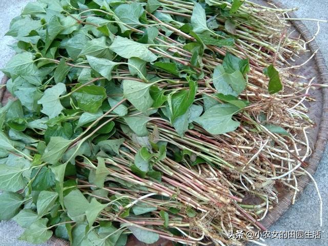 10种“神仙草”，春天采摘正当时，味道鲜美，还有益健康