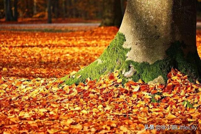 黄帝内经中五行指的是什么意思？