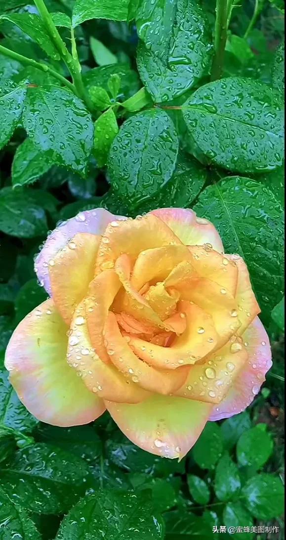 鲜花，因盛开而芬芳，因走过而醉人