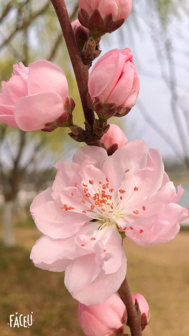 春已至，花已开，人间皆安—唯愿疫情早过，回到烟火平常的日子