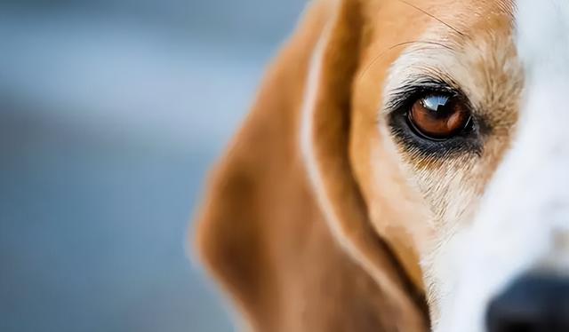 狗狗眼睛突出怎么回事(狗眼睛凸出来是怎么回事)-艾拉养犬