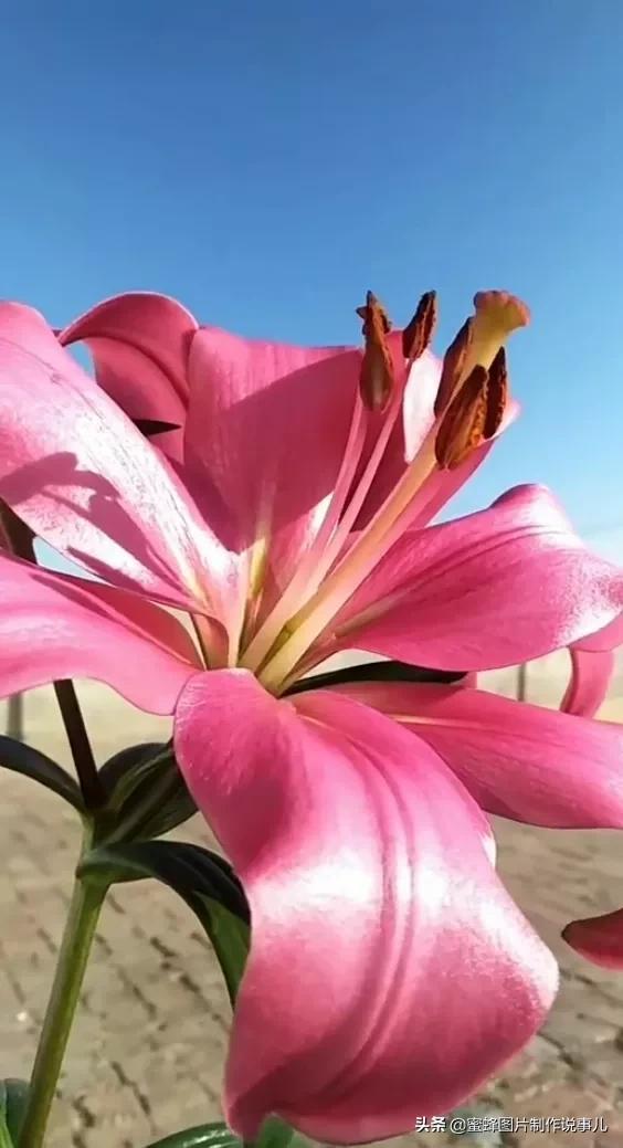 阳春三月，万花丛中娇美溢，千朵万朵压枝低