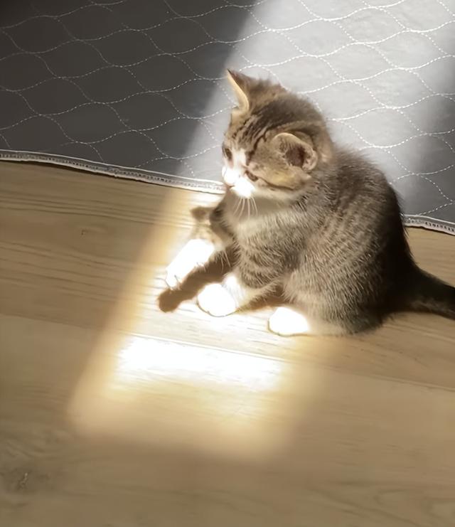 小猫咪生平第一次见到阳光，想要抓住光束的样子真是太可爱