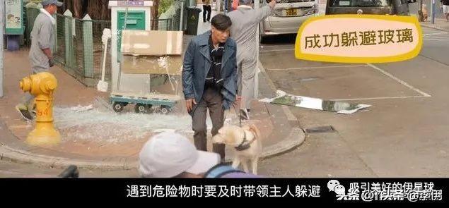 导盲犬小q好看吗