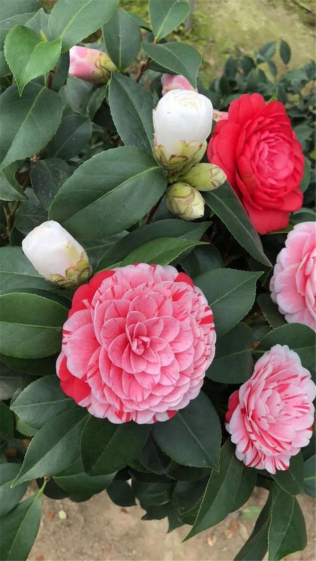 美丽的鲜花，姹紫嫣红，令人心情大好
