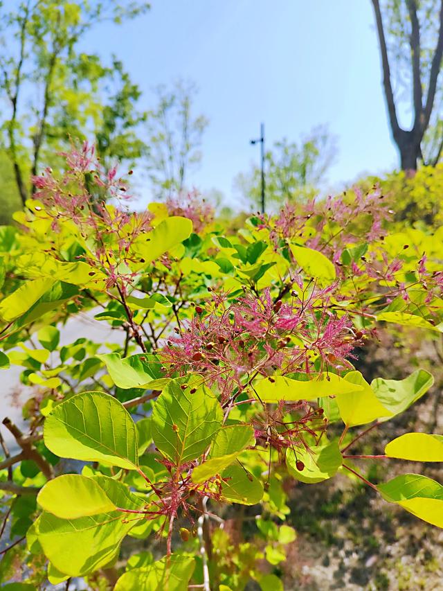 蝴蝶醉梦蜜蜂忙