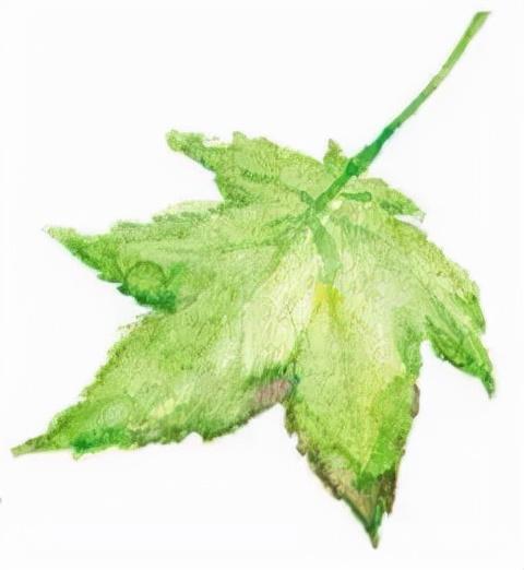 关于生命，这些绘本也让老人心里一暖