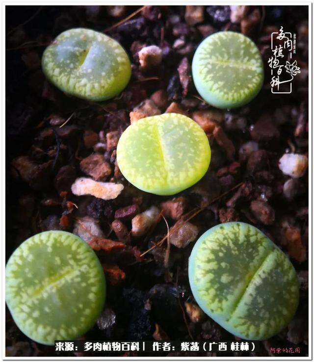 郑州新型泥土洗砂机