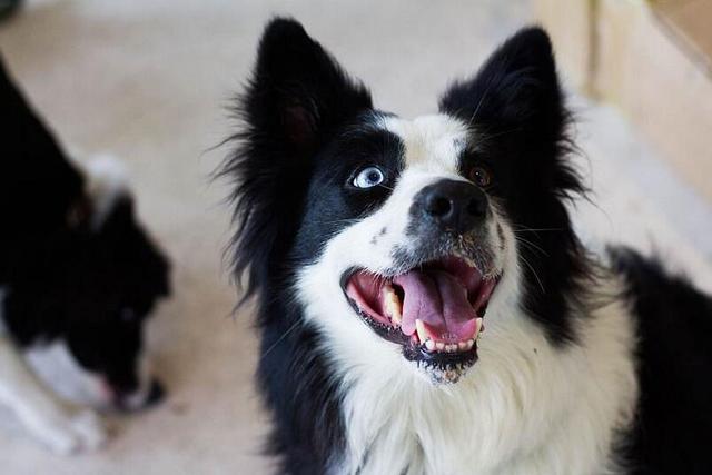 边境牧羊犬视频