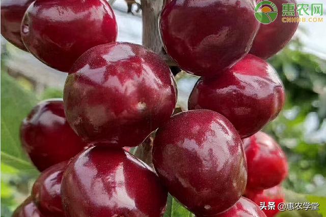 南方种植樱桃的技术 南方可以种植大樱桃吗？怎么种？