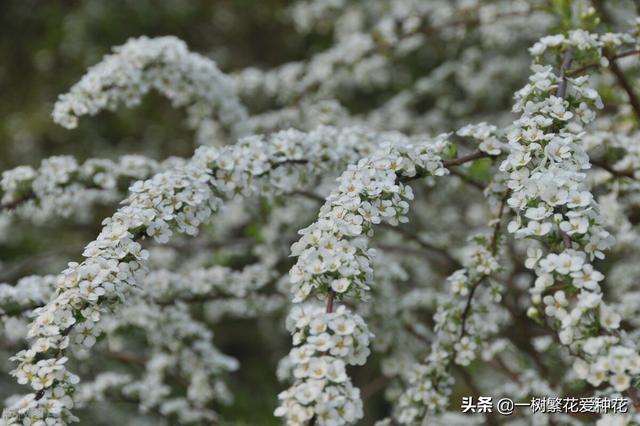 春夏秋冬各有什么花