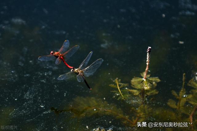 蜻蜓的生活习性