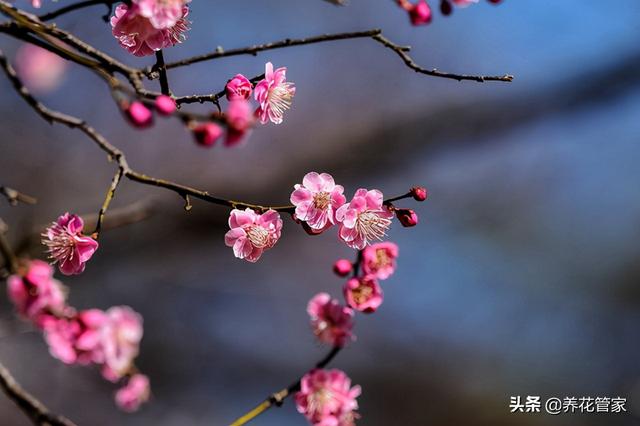 花中皇后