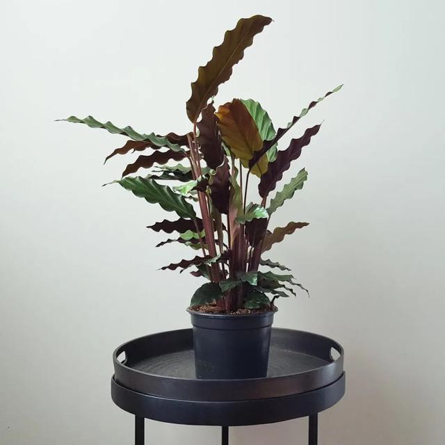 竹芋 竹芋，竹芋图片 生活