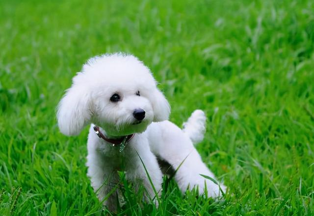 貴婦犬圖片 貴婦犬圖片(貴婦犬幼犬的圖片) 創業融資