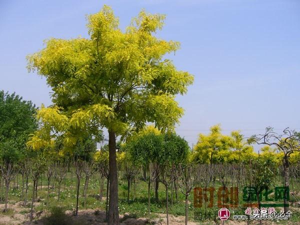 花坛植物