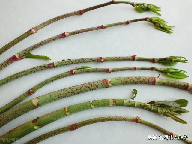 虎杖47,沙松尖沙松尖的颜色是翠绿色的,叶子非常修长,是沙松树上的嫩