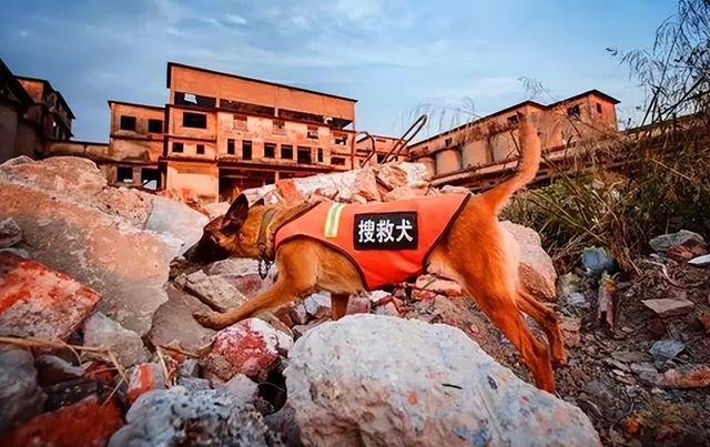 明明有生命探测仪，为何搜救犬仍必不可少？
