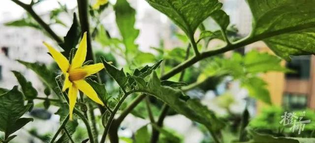 你在家种花种菜，这两位“卖土”做成大生意，公司估值10亿