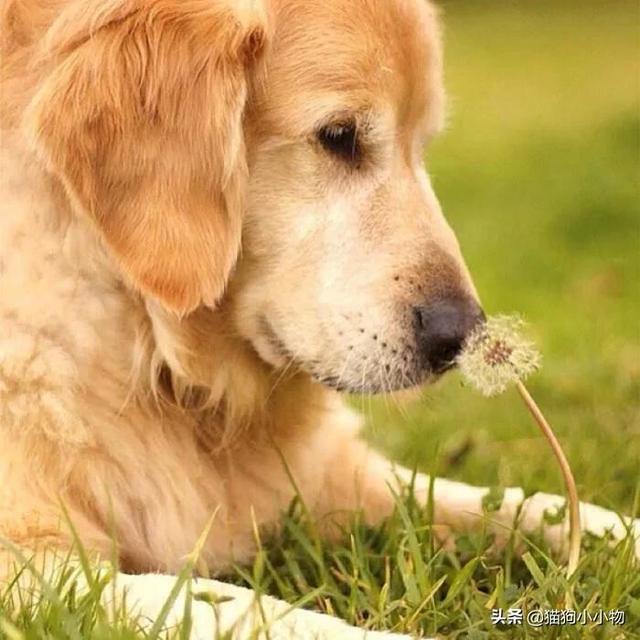 金毛犬要多少钱