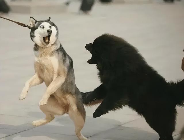 宠物狗打架不咬人(狗打架咬人是什么原因)