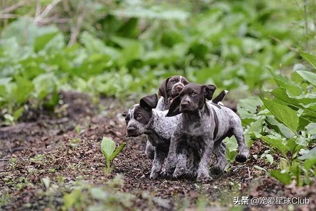 短毛大型犬