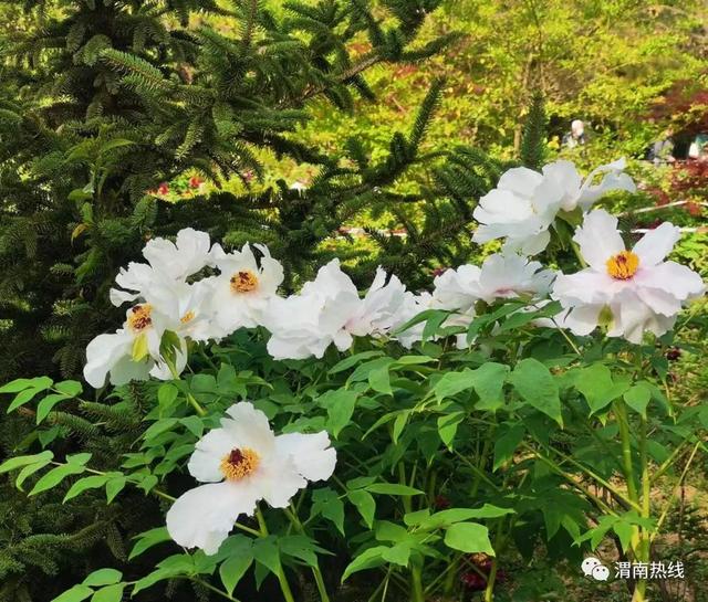 朝阳公园牡丹开 市民纷纷来打卡