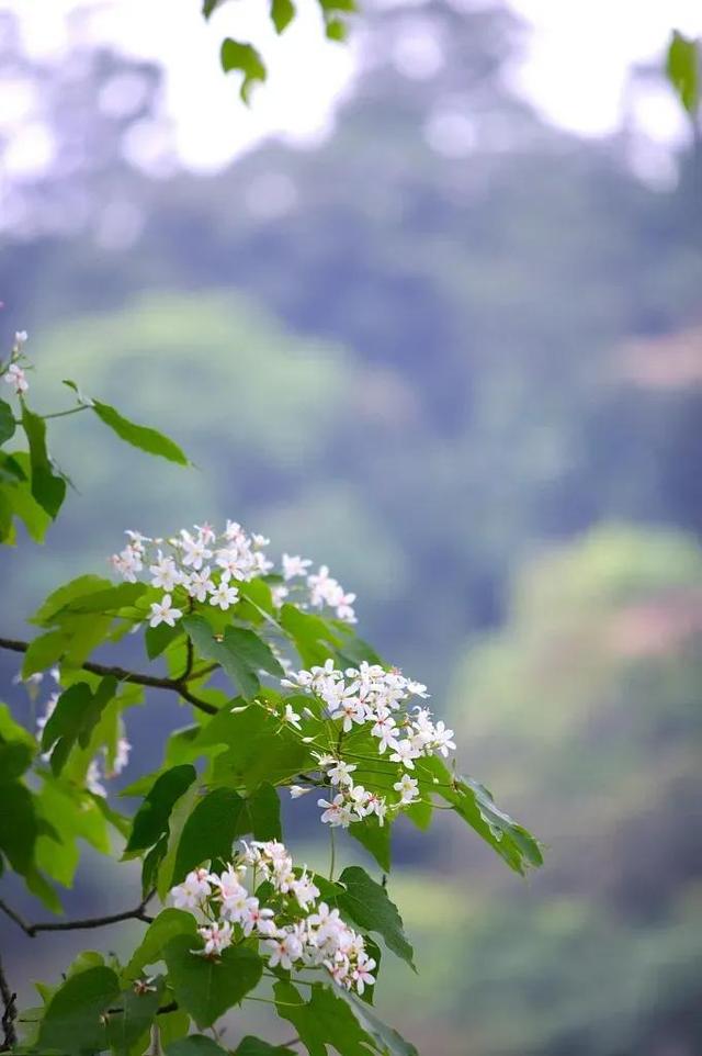 散文：春色从来不负人，姹紫嫣红开遍，芬芳馥郁成诗