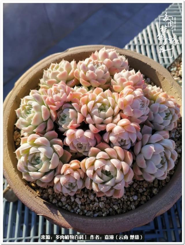 玉蝶铜芯电线价格表4平方,玉蝶铜芯线今日价格