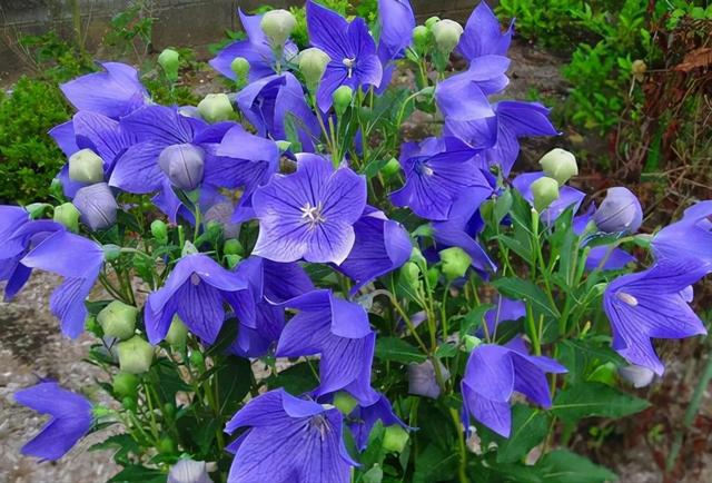 海芋花