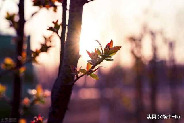 花半开，酒半醉：这样才能享受到人生真正的乐趣