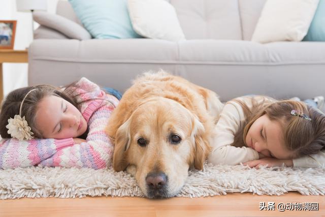 金毛寻回猎犬