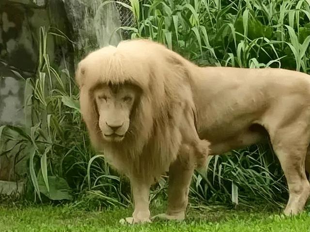 不是理发师而是“奶爸奶妈”, 揭秘动物园饲养员的“神仙工作”