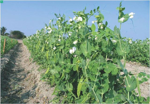 春季露地种植豌豆的时间及技术措施2