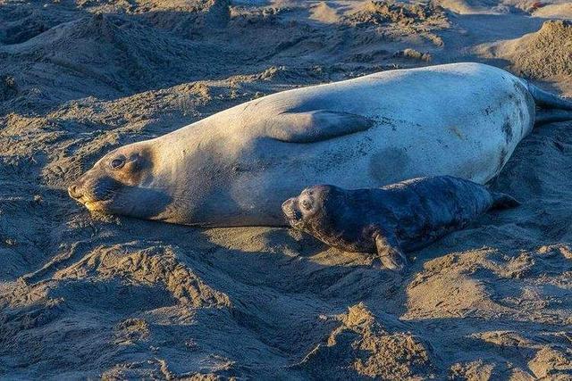 北象海豹