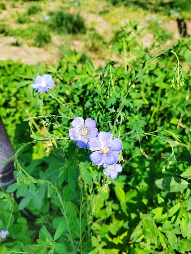 蝴蝶醉梦蜜蜂忙