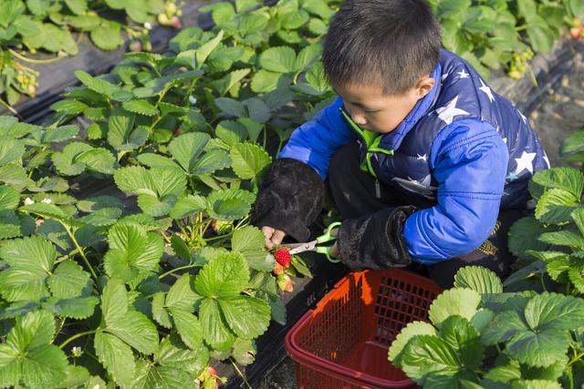 How much do you know about cultivating children“s labor