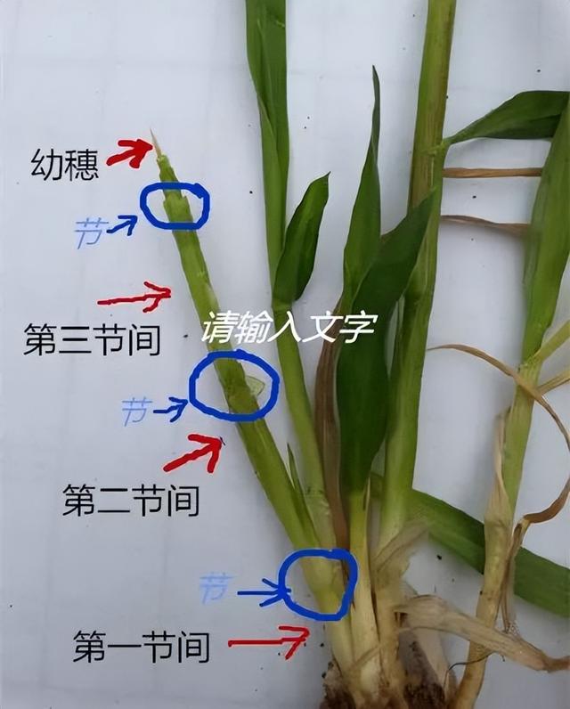 特别注意！小麦拔节阶段，控旺时期不正确，后期小麦更容易倒伏3