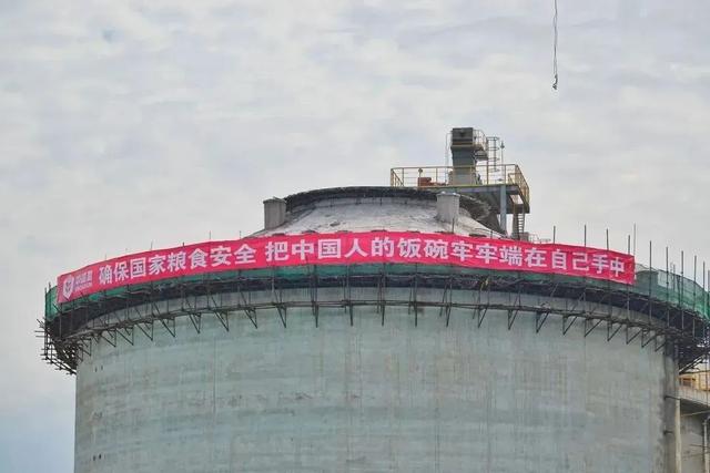 小麦青储疑云，把没熟的麦子割了怎么可能更赚钱？
