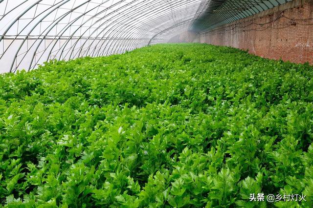 使用红糖制作叶面肥种植芹菜，芹菜不仅产量高，质量更好2