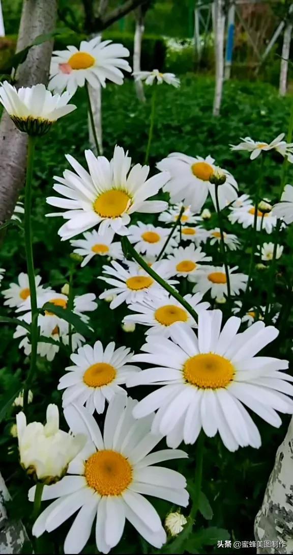 鲜花，因盛开而芬芳，因走过而醉人