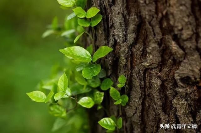 你是我生命中最美好的部分