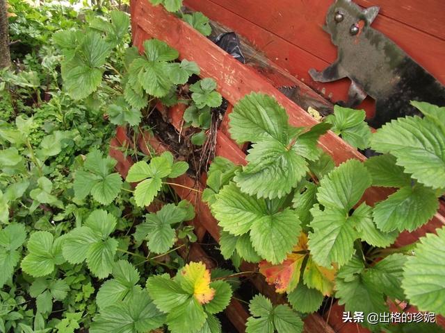 草莓怎么种植方法